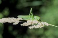 Tettigonia viridissima