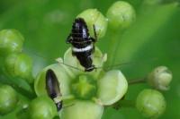 Planuncus vinzi