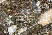 Oedipoda caerulescens