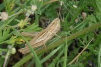 Chorthippus albomarginatus