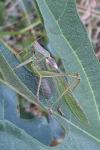 Tettigonia viridissima