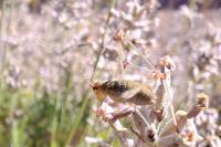 Leptophyes punctatissima