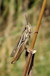 Euchorthippus declivus