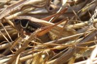 Roeseliana roeselii