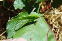 Phaneroptera nana