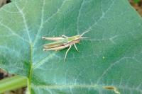 Chorthippus albomarginatus