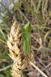 Conocephalus fuscus