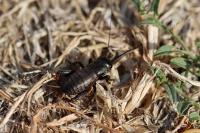 Gryllus campestris