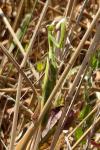 Mantis religiosa