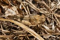 Oedipoda caerulescens