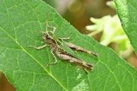 Omocestus rufipes