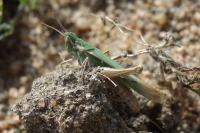 Calephorus compressicornis