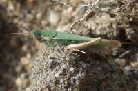 Calephorus compressicornis