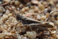 Calephorus compressicornis