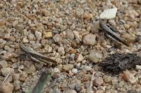 Calephorus compressicornis