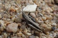 Calephorus compressicornis