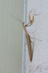 Mantis religiosa