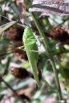 Phaneroptera nana