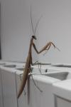 Mantis religiosa