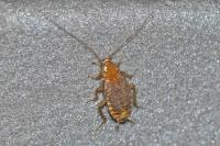 Ectobius lucidus