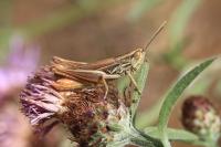 Euchorthippus elegantulus