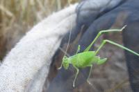 Leptophyes punctatissima