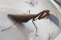 Mantis religiosa