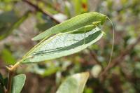 Phaneroptera nana