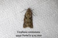 Cnephasia communana