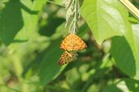 Pseudopanthera macularia