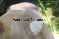 Celastrina argiolus