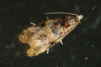Olethreutinae