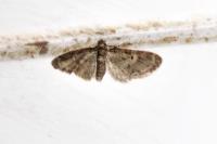 Eupithecia abbreviata