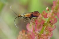 Nemophora