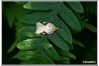 Acleris