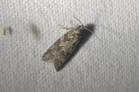 Cnephasia