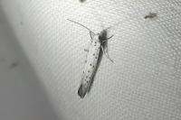 Yponomeuta