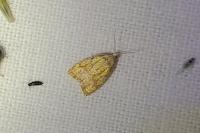 Acleris