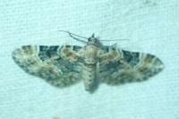 Eupithecia