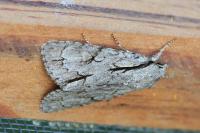 Acronicta