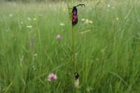 Zygaena trifolii