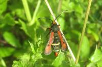 Pyropteron chrysidiforme