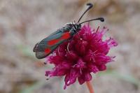 Zygaena sarpedon