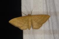 Idaea ochrata