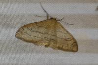 Idaea aversata