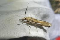 Ancylolomia tentaculella