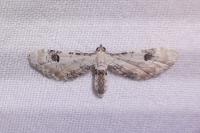 Eupithecia centaureata