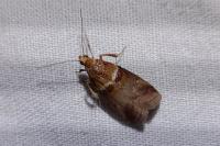 Acrobasis tumidana