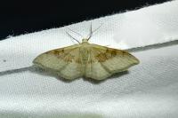 Idaea degeneraria