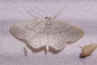 Idaea subsericeata